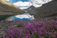 Wildflowers Along Shore of Tarn Above AqueductNPS / Jacob W. Frank. Original public domain image from Flickr