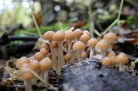 Fall Fungi. Coprinaceae family. Original public domain image from Flickr