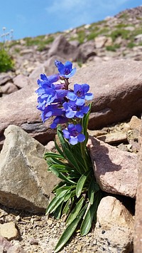 Uinta Mountain PenstemonThis late bloomer is found only in alpine meadows of the high Uinta Mountains from 10,500 to 12,200 feet elevation. Found South Side Leidy Peak, Ashley National Forest. Credit: US Forest Service. Original public domain image from Flickr