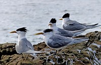 There are few stretches of the Australian coastline where the Crested Tern cannot be seen &mdash; it has been known as both the Bass Straits Tern and the Torres Straits Tern! They breed in colonies on small offshore islands where their nests are so densely packed together that adjacent owners can touch each other&rsquo;s bills.