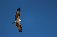 Osprey at Oaks Park Reservoir on the Flaming Gorge-Vernal Ranger District, Ashley National Forest, USA. Original public domain image from Flickr