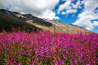 Fireweed in BremnerNPS / Jacob W. Frank. Original public domain image from Flickr