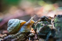 Snail, Sepulcher Mountain Trail. Original public domain image from Flickr