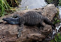 Goanna. Australia.Goannas or monitor lizards are a common sight in Australia.