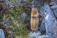 Arctic Ground Squirrel. Original public domain image from Flickr
