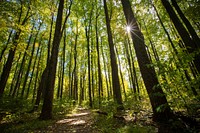 Beautiful forest, nature background. Free public domain CC0 photo.