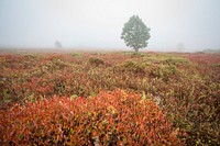 Aesthetic Autumn forest, nature background. Free public domain CC0 photo.