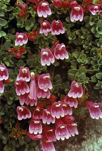 Penstemon at Fairview Mtn. Original public domain image from Flickr