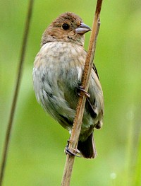 Indigo Bunting. Original public domain image from Flickr