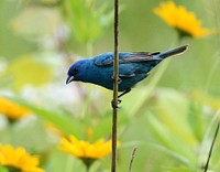 Indigo Bunting. Original public domain image from Flickr