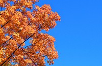 Orange autumn tree and blue sky. Original public domain image from Flickr