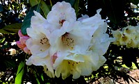 Grand Marquis. Rhododendrons.Large deep green leaves enhance the large trusses of creamy white flowers with open early revealing a small purple eye. Evergreen. Original public domain image from Flickr