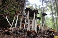 Fall Fungi. Psathyrellaceae family. Original public domain image from Flickr