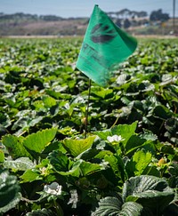 Color-coded flags mark strategic locations where soil tensiometers are buried at Reiter Berry Farms, in Watsonville, CA, on Thursday, August 27, 2015.