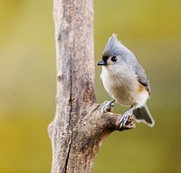 Tufted titmouse bird. Free public domain CC0 image.