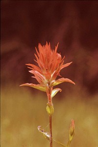 Indian Paintbrush at Box Canyon, Willamette National Forest. Original public domain image from Flickr