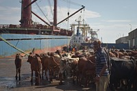 A Somali cattle herder helps tend to the cattle as it is readied to be loaded onto a ship in Mogadishu's port on October 29. The cattle is destined for the port of Muscat in Oman. AMISOM Photo / Tobin Jones. Original public domain image from <a href="https://www.flickr.com/photos/au_unistphotostream/22384996429/" target="_blank" rel="noopener noreferrer nofollow">Flickr</a>