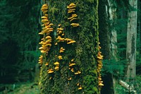 Chicken of the Woods Polyporus sulphureus. Original public domain image from Flickr