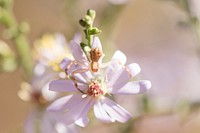 Crab spider background. Free public domain CC0 photo.