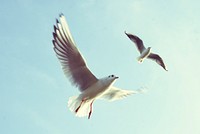 Free 2 gulls flying in the sky image, public domain animal CC0 photo.