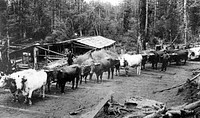 Logging with Ox Teams, Hoquiam, WA 1902Olympic National Forest Historic Photo. Original public domain image from Flickr