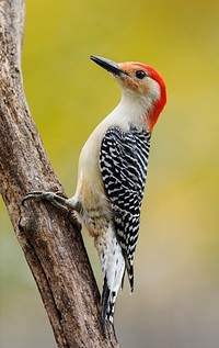 Red-bellied woodpecker, male bird. Free public domain CC0 image.