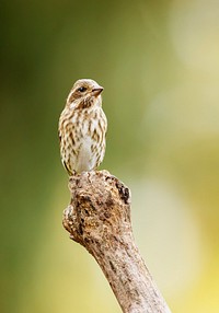 Female purple finch bird. Free public domain CC0 photo.