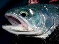 Beardslee Rainbow Trout Lake Crescent Olympic NP Washington. Original public domain image from Flickr