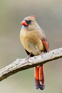 Northern cardinal, female bird. Free public domain CC0 photo.