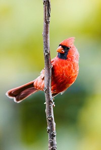 Northern cardinal bird. Free public domain CC0 photo.