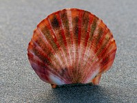 Scallops have up to 100 eyes around the edge of their mantles. These respond to light and dark allowing them to detect changing patterns of light and motion and thus moving objects. Scallops feed on plankton using a filter mechanism and are themselves predated upon by starfish, crabs, lobsters and fish. Original public domain image from Flickr