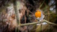 American robin wallpaper. Original public domain image from Flickr