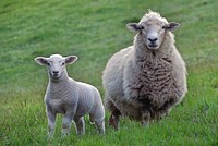 Domesticated sheep are raised for a number of agricultural products including fleece and meat. Original public domain image from Flickr