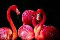 Free pink flamingos in black background photo, public domain animal CC0 image.