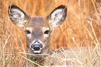 White tailed deer, animal background with face closeup. Free public domain CC0 photo.