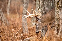 White tailed deer, animal background. Free public domain CC0 photo.