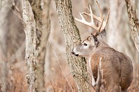 White tailed deer, animal background. Free public domain CC0 photo.