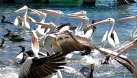 Hungry pelicans