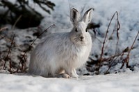 Snowshoe hare. Original public domain image from Flickr