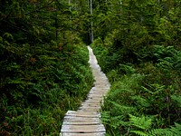 Ozette Loop Hike. Original public domain image from Flickr