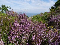 HEATHER. Original public domain image from Flickr