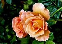 Burma Star Rose.Unfading apricot flowers that grow in upright clusters on a medium to tall bush. Very free flowering. Original public domain image from Flickr