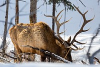 Bull elk, Blacktail Deer Plateau. Original public domain image from Flickr
