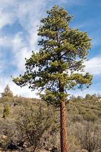 Coon Creek Cabin Recreational Area. Original public domain image from Flickr