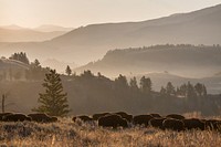 Bison herd, Lamar Valley. Original public domain image from Flickr
