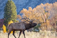 Bull elk bugling, Mammoth Hot Springs. Original public domain image from Flickr