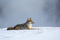 Coyote near Biscuit Basin. Original public domain image from Flickr