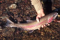 RAINBOW TROUT-Gifford Pinchot. Original public domain image from Flickr