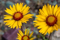 Blanketflower - Gaillardia aristata. Original public domain image from Flickr