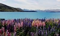 Russell Lupin. Lake Tekapo. NZ.Original public domain image from Flickr